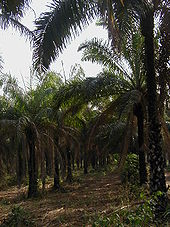 Nigeria, Obafemi Awolowo University, palm farm